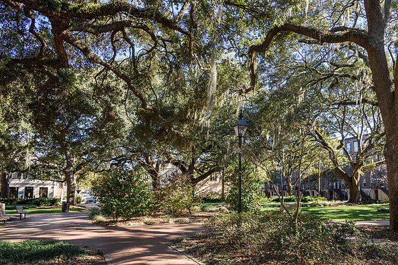 Savannah