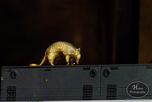 Outlaw Music Festival-HylanPhotography-PavilionatMontageMountain-CatCountry-210016.jpg