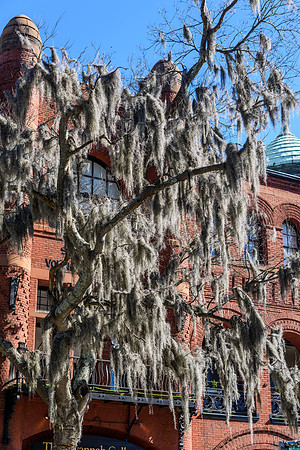 Savannah