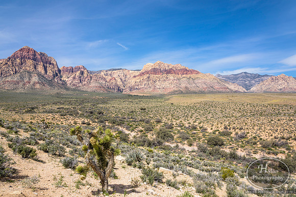 Red-Rock-Hylan-1.jpg