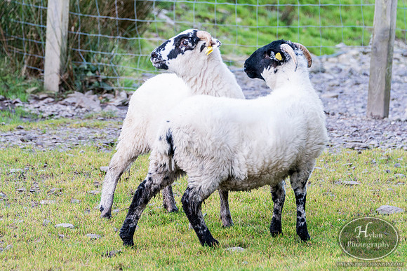 Hylan-Ireland-Killarney-20.jpg