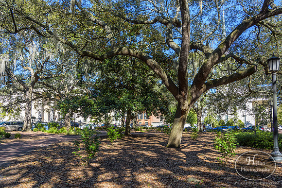Savannah Day 3