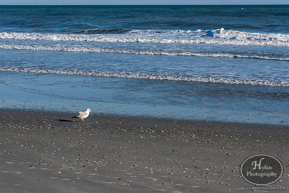 Myrtle Beach