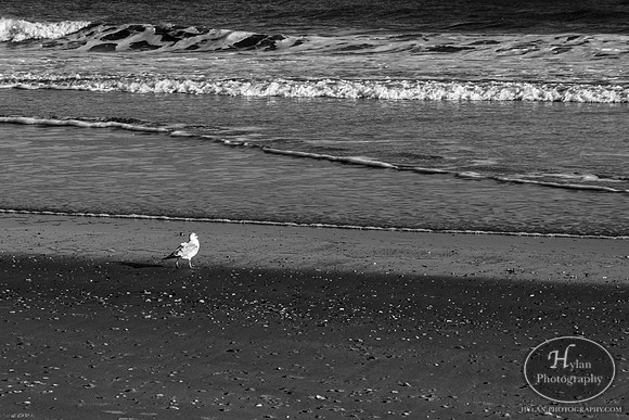 Myrtle Beach