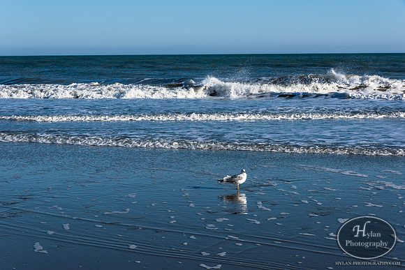 Myrtle Beach