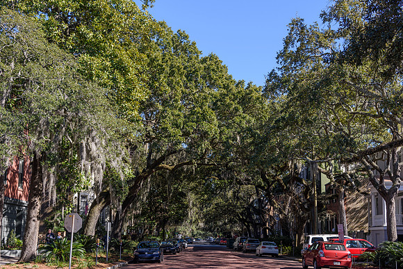 Savannah