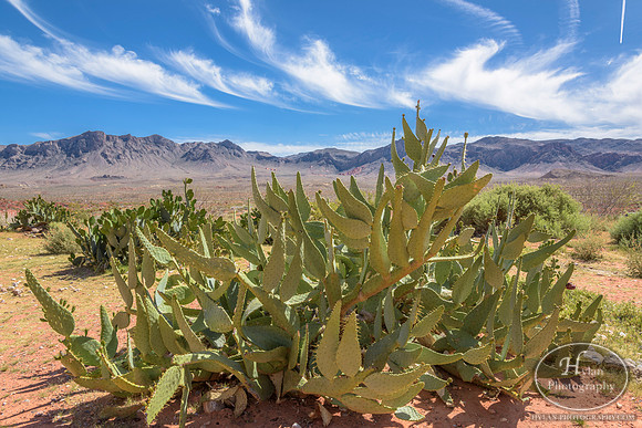 Valley-Of-Fire-36.jpg