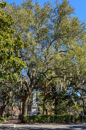 Savannah