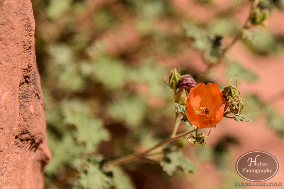Valley-Of-Fire-19.jpg