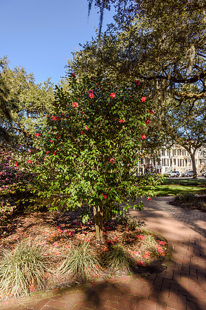 Savannah