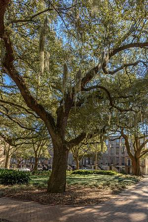 Savannah