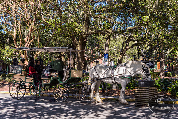 Savannah Day 3