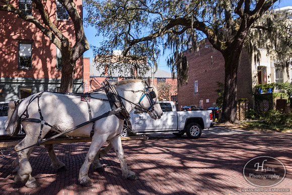 Savannah Day 3