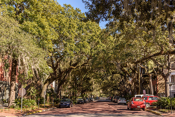 Savannah