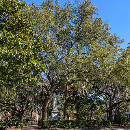 Savannah