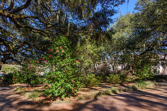 Savannah