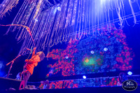 The Flaming Lips