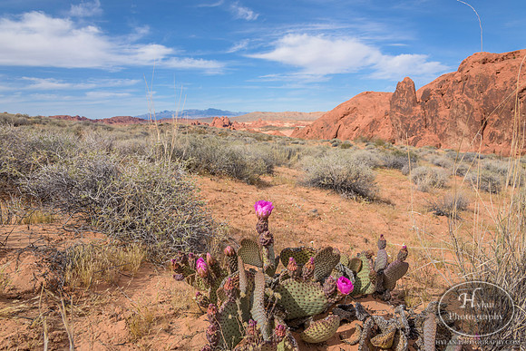 Valley-Of-Fire-63.jpg