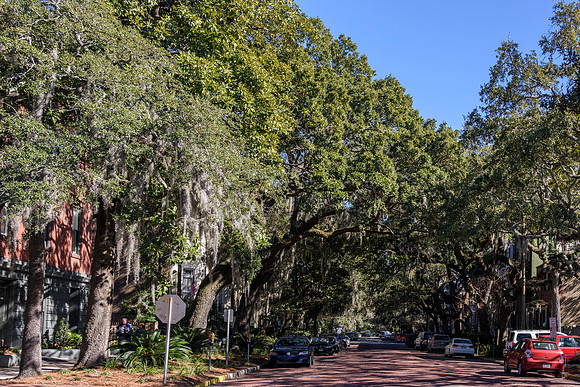 Savannah