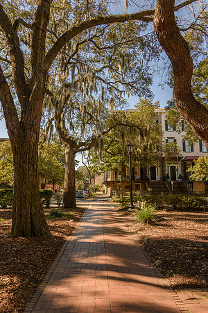 Savannah