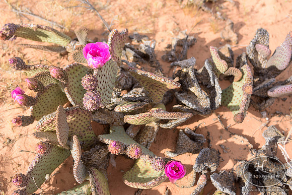 Valley-Of-Fire-62.jpg